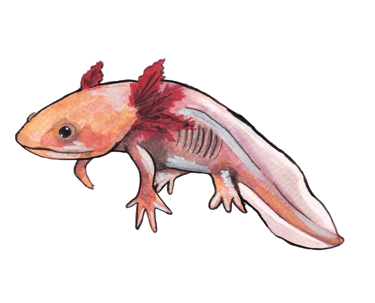 ajolote_gouache